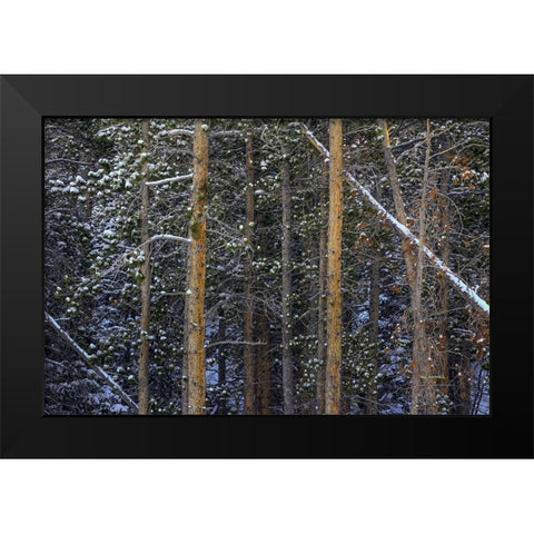 Outlines Black Modern Wood Framed Art Print by Sherrell, Bill
