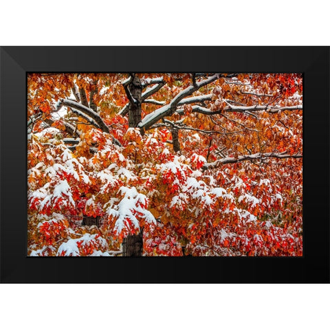 Seasons Of Change Black Modern Wood Framed Art Print by Sherrell, Bill