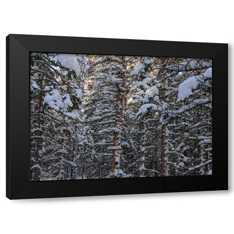 Snowbound Black Modern Wood Framed Art Print by Sherrell, Bill