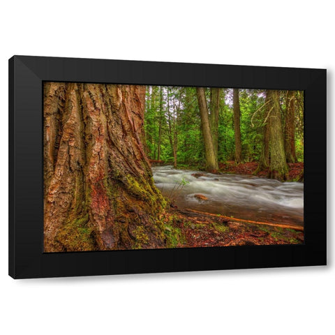 Woodsy Black Modern Wood Framed Art Print by Sherrell, Bill