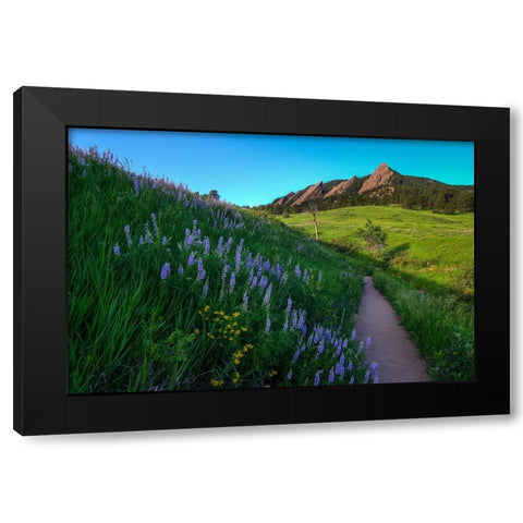 A Walk On The Wild Side Black Modern Wood Framed Art Print with Double Matting by Sherrell, Bill
