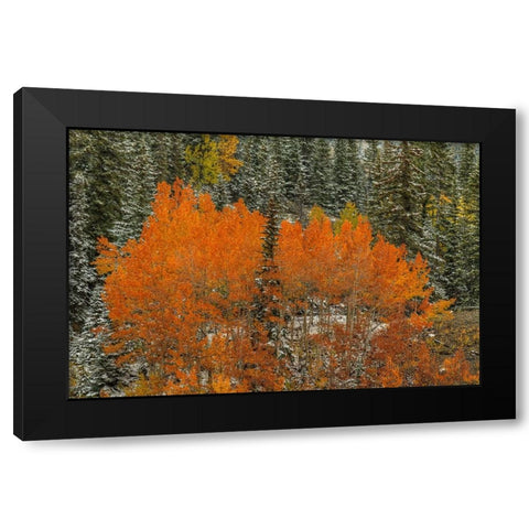 Aspen Flames Black Modern Wood Framed Art Print with Double Matting by Sherrell, Bill