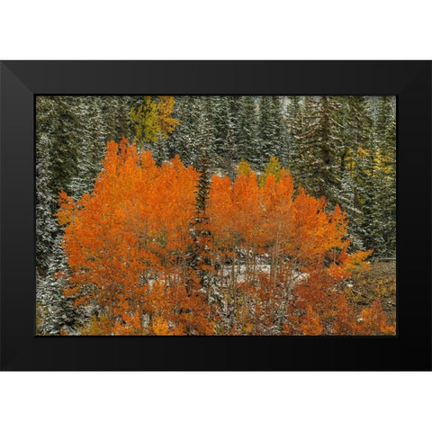 Aspen Flames Black Modern Wood Framed Art Print by Sherrell, Bill