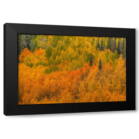 Aspen Multicolor Black Modern Wood Framed Art Print by Sherrell, Bill