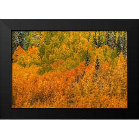 Aspen Multicolor Black Modern Wood Framed Art Print by Sherrell, Bill