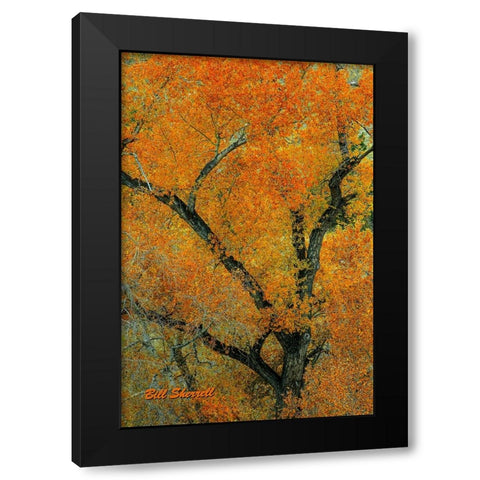 Autumn Contrast Black Modern Wood Framed Art Print by Sherrell, Bill