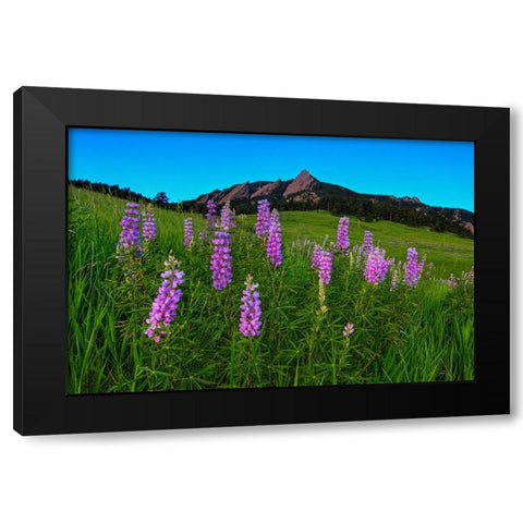 Spring Wildflowers At The Flatirons Black Modern Wood Framed Art Print with Double Matting by Sherrell, Bill