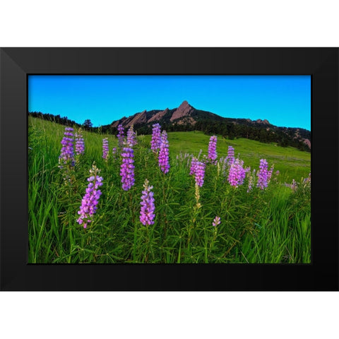 Spring Wildflowers At The Flatirons Black Modern Wood Framed Art Print by Sherrell, Bill