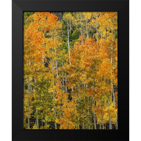 Transcending Illumination Black Modern Wood Framed Art Print by Sherrell, Bill