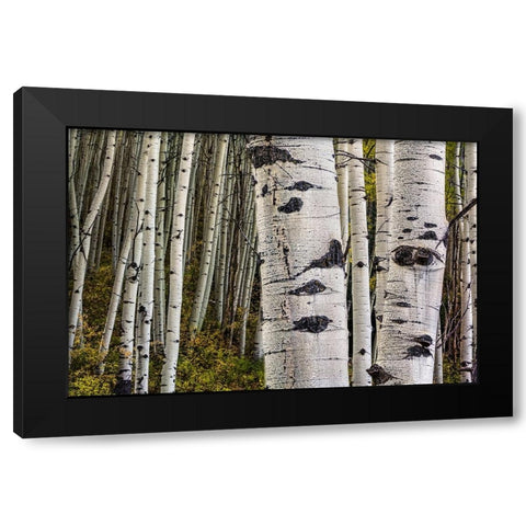 Trunks Black Modern Wood Framed Art Print by Sherrell, Bill