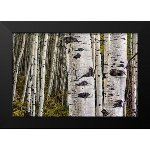 Trunks Black Modern Wood Framed Art Print by Sherrell, Bill