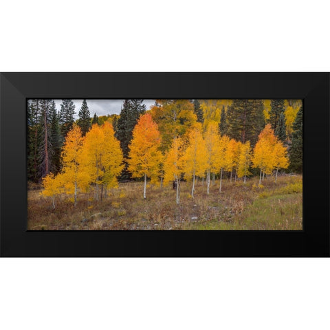 An Aspen Autumn Black Modern Wood Framed Art Print by Sherrell, Bill