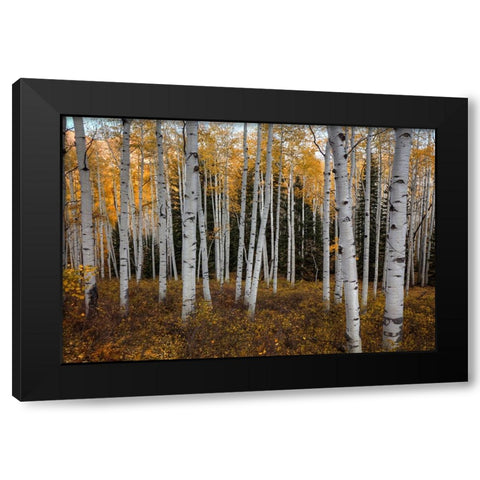 Aspen Forest In Autumn Black Modern Wood Framed Art Print by Sherrell, Bill