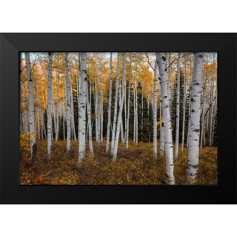 Aspen Forest In Autumn Black Modern Wood Framed Art Print by Sherrell, Bill