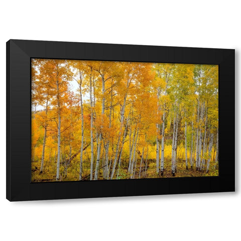 Aspen Grace Black Modern Wood Framed Art Print with Double Matting by Sherrell, Bill