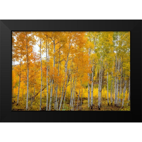 Aspen Grace Black Modern Wood Framed Art Print by Sherrell, Bill
