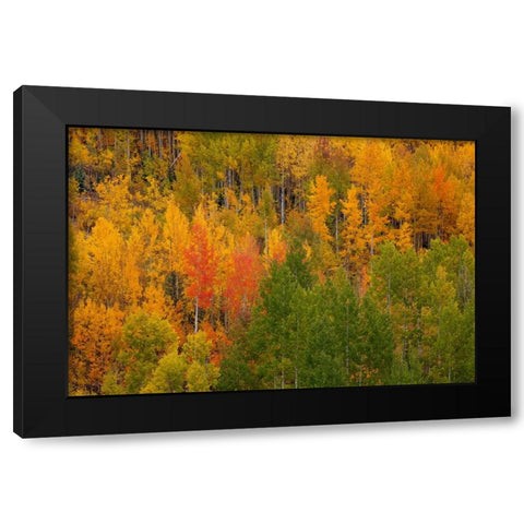 Autumn Contrast 2 Black Modern Wood Framed Art Print by Sherrell, Bill