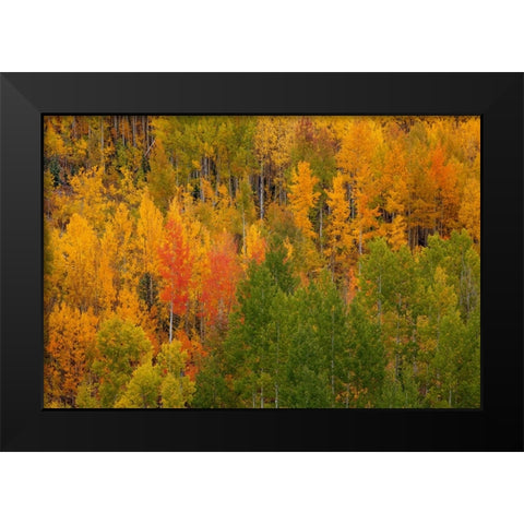 Autumn Contrast 2 Black Modern Wood Framed Art Print by Sherrell, Bill