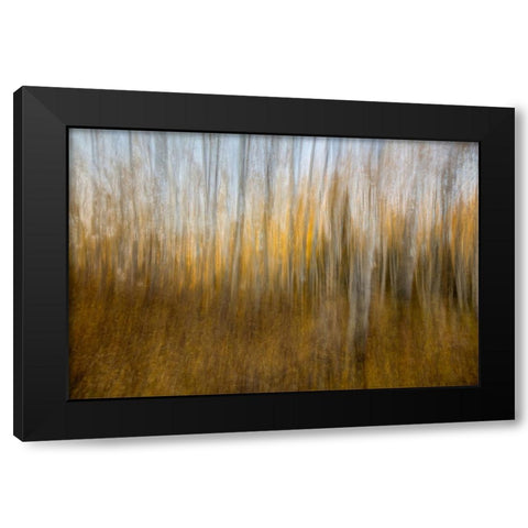 Autumn Forest Dream Black Modern Wood Framed Art Print with Double Matting by Sherrell, Bill