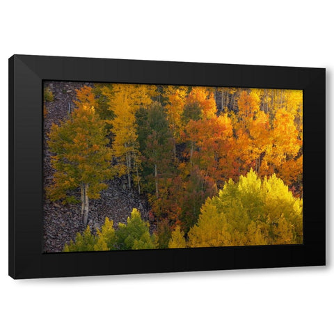 Autumn Highlights Black Modern Wood Framed Art Print with Double Matting by Sherrell, Bill