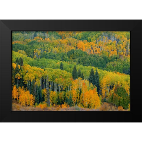Autumn Transition Black Modern Wood Framed Art Print by Sherrell, Bill