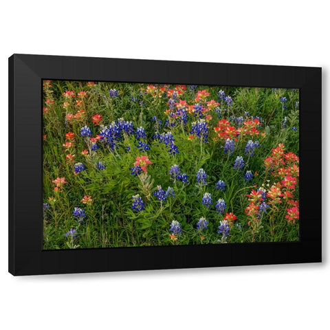 Bluebonnet And Indian Paintbrush Mix Black Modern Wood Framed Art Print with Double Matting by Sherrell, Bill