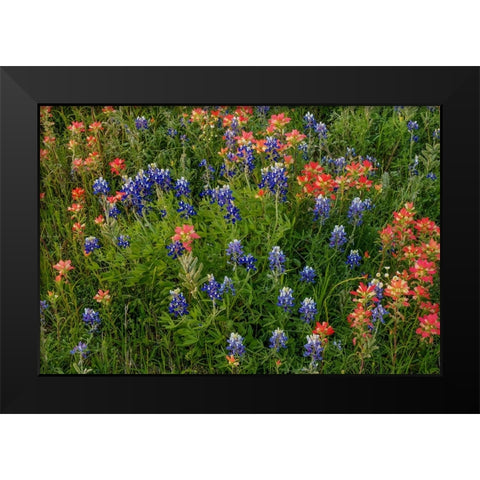 Bluebonnet And Indian Paintbrush Mix Black Modern Wood Framed Art Print by Sherrell, Bill
