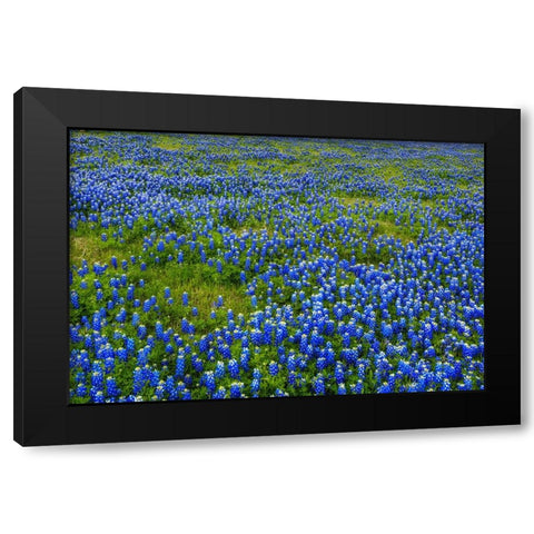 Bluebonnet Meadow Black Modern Wood Framed Art Print with Double Matting by Sherrell, Bill