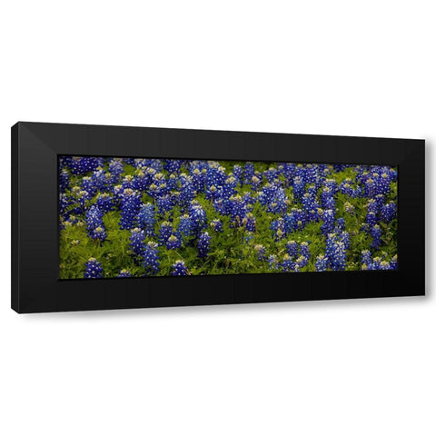 Bluebonnets - Pano Black Modern Wood Framed Art Print with Double Matting by Sherrell, Bill