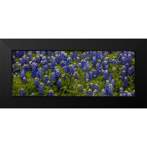 Bluebonnets - Pano Black Modern Wood Framed Art Print by Sherrell, Bill