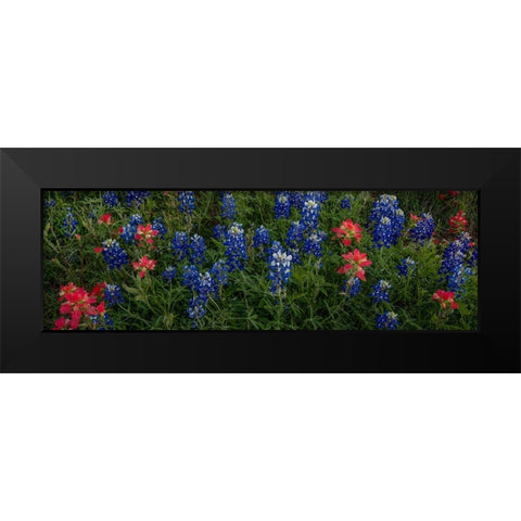 Bluebonnets and Indian Paintbrush - Pano 1 Black Modern Wood Framed Art Print by Sherrell, Bill