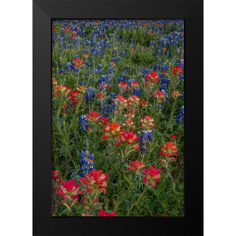 Bluebonnets and Indian Paintbrush 2 Black Modern Wood Framed Art Print by Sherrell, Bill