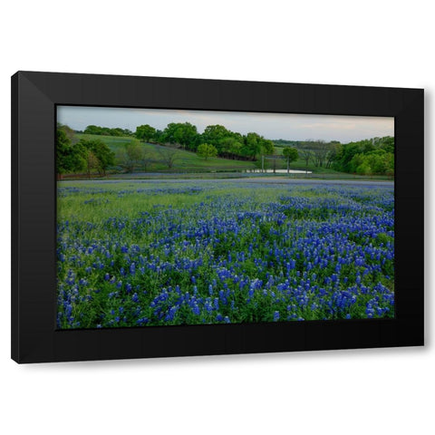 Bluebonnets at the Sugar Ridge Ranch Black Modern Wood Framed Art Print by Sherrell, Bill