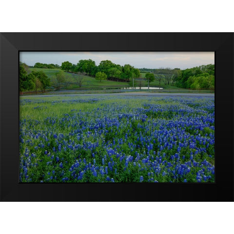 Bluebonnets at the Sugar Ridge Ranch Black Modern Wood Framed Art Print by Sherrell, Bill