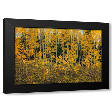 Bursting Into Autumn Black Modern Wood Framed Art Print with Double Matting by Sherrell, Bill