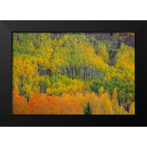 Colorful Aspen Forest Black Modern Wood Framed Art Print by Sherrell, Bill