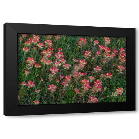 Indian Paintbrush Black Modern Wood Framed Art Print with Double Matting by Sherrell, Bill