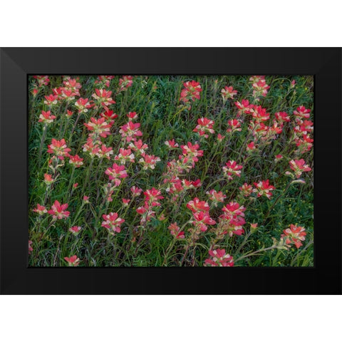 Indian Paintbrush Black Modern Wood Framed Art Print by Sherrell, Bill
