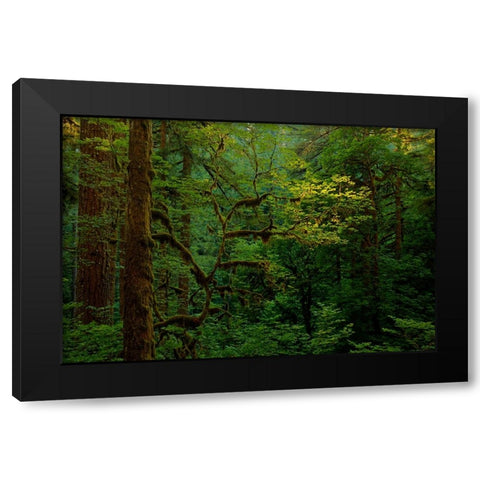 Light In A Dark Forest Black Modern Wood Framed Art Print by Sherrell, Bill