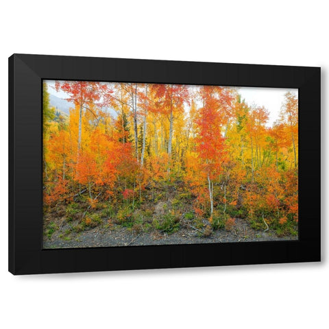 Showing Their True Colors Black Modern Wood Framed Art Print with Double Matting by Sherrell, Bill