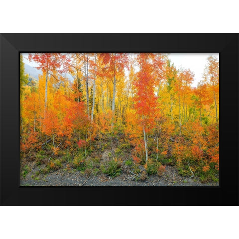Showing Their True Colors Black Modern Wood Framed Art Print by Sherrell, Bill