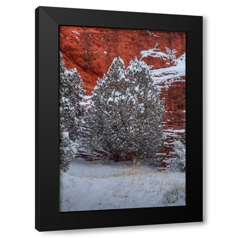Snow Trees Against  A Canyon Wall Black Modern Wood Framed Art Print with Double Matting by Sherrell, Bill