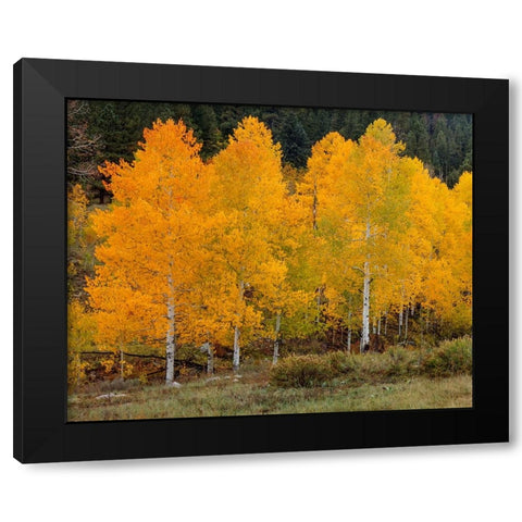 Vivid Aspens 2 Black Modern Wood Framed Art Print with Double Matting by Sherrell, Bill