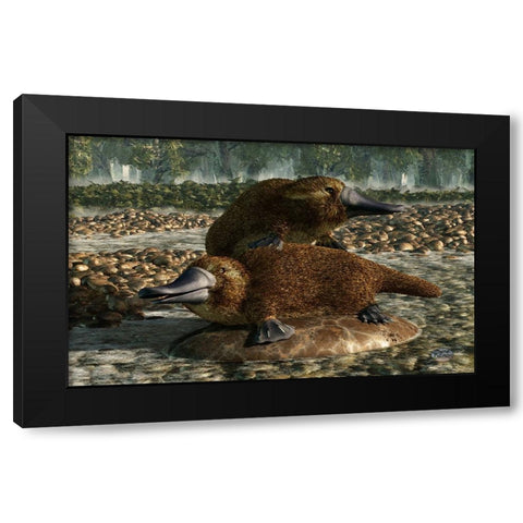 Platypuses Black Modern Wood Framed Art Print by Eskridge, Daniel