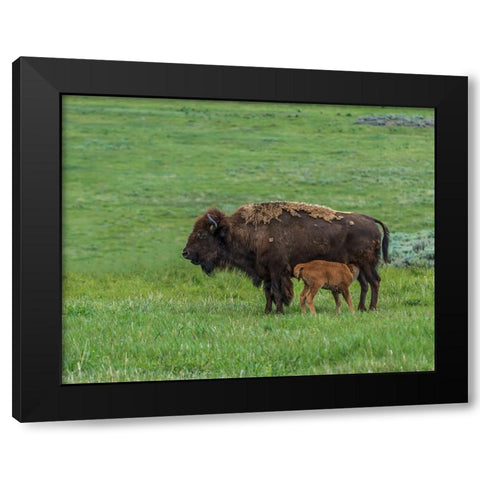 Baby Bison Nursing Black Modern Wood Framed Art Print by Galloimages Online