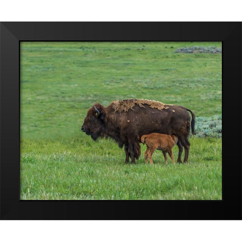 Baby Bison Nursing Black Modern Wood Framed Art Print by Galloimages Online
