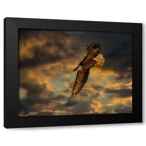 Bald Eagle at Sunset Black Modern Wood Framed Art Print with Double Matting by Galloimages Online