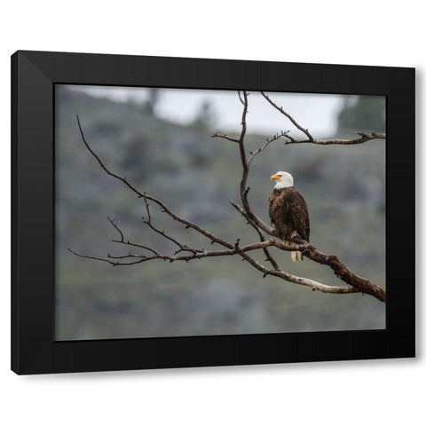 Bald Eagle Perched in YNP Black Modern Wood Framed Art Print by Galloimages Online
