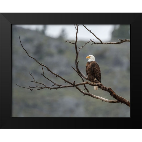 Bald Eagle Perched in YNP Black Modern Wood Framed Art Print by Galloimages Online