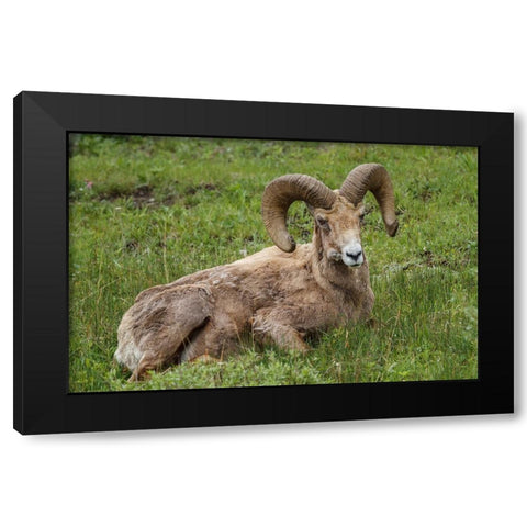 Big Horn Ram Yellowstone Black Modern Wood Framed Art Print by Galloimages Online